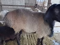 كبش, Blackheaded Persian sheep — الصورة 2