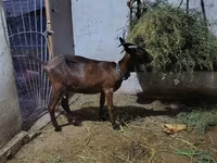 Էգ այծ, Murcia-Granada goats — լուսանկար 2