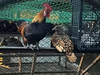 Chickens — फ़ोटो 2