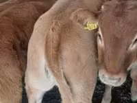 Bull, Limousin cow — photo 6