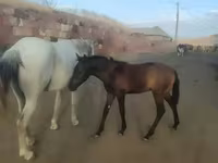 Ձի, Ձիեր — լուսանկար 1