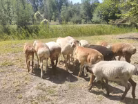 Խոյ, Afghan Arabi sheep — լուսանկար 1