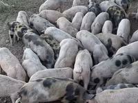 Eber, Schweine — Foto 1