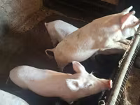 Sow, Pigs — photo 3