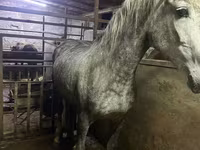 Égua, Cavalos — foto 2