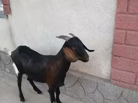 Ziege, Nubian Goat — Foto 2