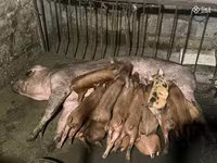 Էգ խոզ, Крупная белая — լուսանկար 3
