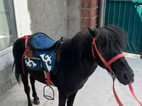 حصان, North Swedish horse — الصورة 1