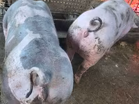 Eber, Schweine — Foto 5