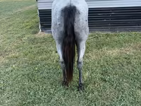 Айғыр, Quarter Horse — 7-сурет
