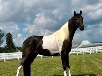 Caballo, Tennessee Walking Horse — foto 3