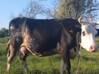 Kuh, Holstein-Rasse — Foto 5