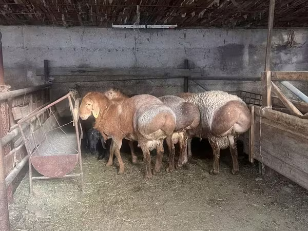 Խոյ, Arashan sheep