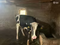 Bull, Russian Black pied cattle — photo 5