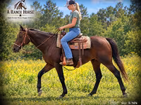 Stute, Quarter Horse — Foto 1