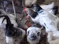 Chickens — फ़ोटो 2
