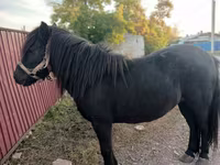 Stute, Shetland Pony — Foto 2