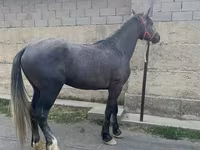 Hengst, Kustanai horse — Foto 2