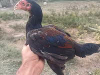 Chickens — 照片 5