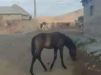 Ձի, Ձիեր — լուսանկար 2