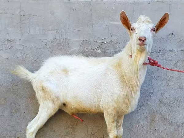 Теке, Dutch Landrace goats