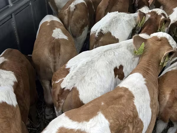 Ցուլ, Simmental cattle