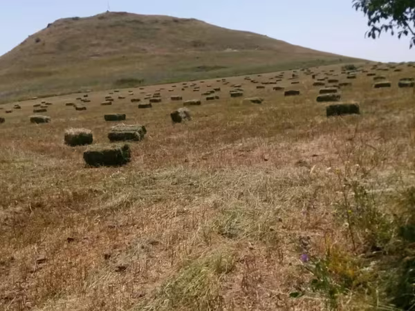 Առվույտի (կորնգան) տուկ