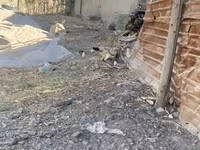 Chickens — الصورة 1