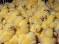 एडलर सिल्वर — फ़ोटो 8