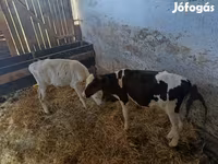 Ցուլ, Russian Black pied cattle — լուսանկար 1