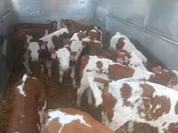 公牛, Simmental cattle — 照片 2
