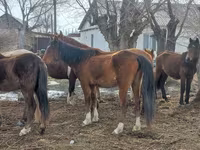 Mare, Kazakh horse — photo 2