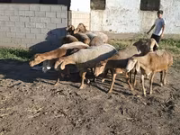 母羊, Hissar sheep — 照片 8
