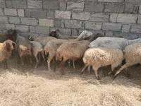 Ovelhas (lote, sexo não especificado), Ovelhas — foto 7