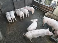 नर सूअर, सूअर — फ़ोटो 2