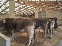 Cow, Holstein breed — photo 1