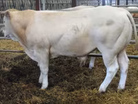 Ցուլ, Blonde d’Aquitane cattle — լուսանկար 3