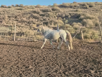 Horse (M), Kazakh horse — photo 3