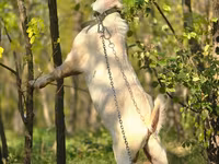 बकरा, Nubian Goat — फ़ोटो 2