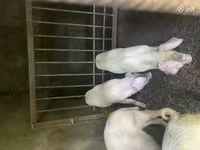Säue, Schweine — Foto 2