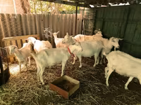 Bode, Saanen goat — foto 1