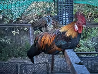 Chickens — फ़ोटो 3