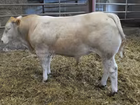 Ցուլ, Blonde d’Aquitane cattle — լուսանկար 1