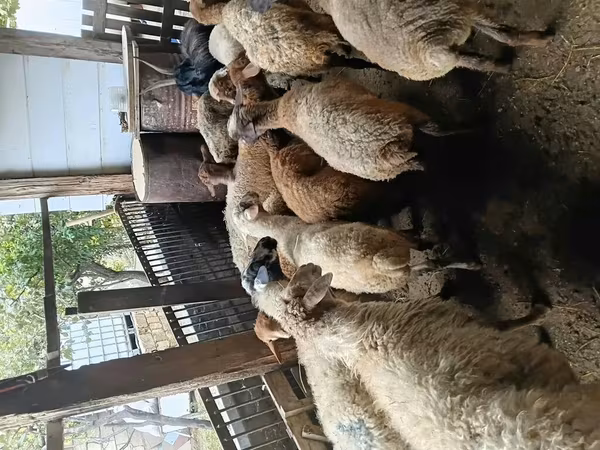 Schafe (Partie, Geschlecht nicht angegeben), Schafe