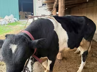 Bovinos (lote, sexo no especificado), Russian Black pied cattle — foto 2