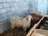Schaf, Beulah Speckled face sheep — Foto 3