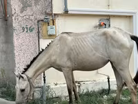 Бие, Azerbaijan horse — 2-сурет