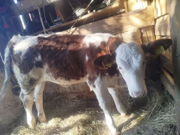 Cattle (batch, sex not specified), Simmental cattle