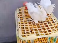 Chickens — photo 1