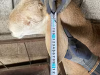 Խոյ, Afghan Arabi sheep — լուսանկար 4